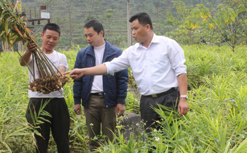 Xóa nghèo nhờ gừng trâu